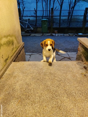 Vand Catel Beagle mascul 5 luni 
