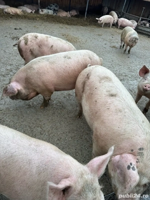 porci din gospodarie - imagine 3