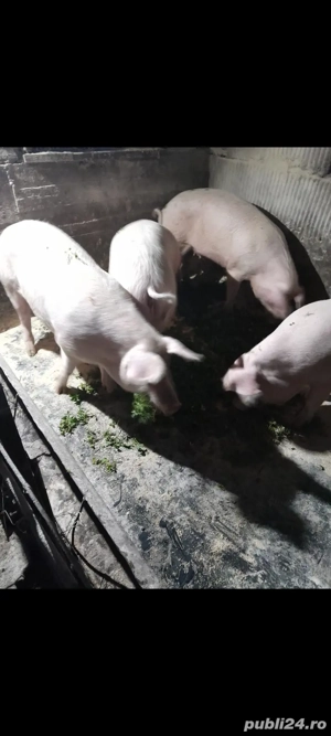 Porci de vânzare  - imagine 2