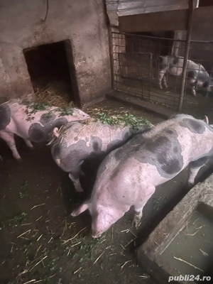 vind porci 100..110 kg  - imagine 2