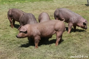 Porc de vanzare  - imagine 2