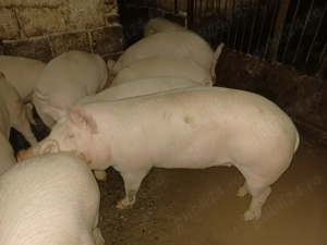 vind porci de carne 120-180 kg am și transport în zonă - imagine 2