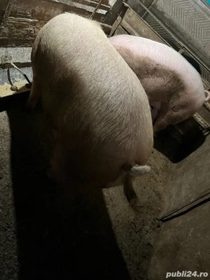 De vanzare pentru sacrificat 