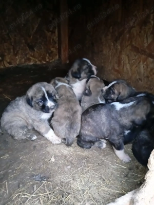 Femela metis alabai cu 8 pui mici de vanzare - imagine 3