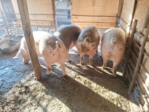porci de vanzare  - imagine 3