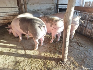 porci de vanzare 
