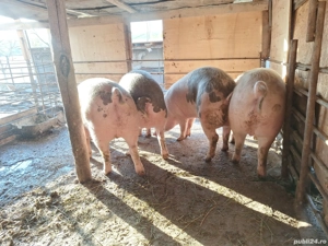 porci de vanzare  - imagine 2