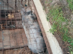 Se vinde!!! - imagine 2