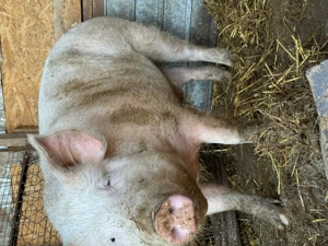 Porc de tăiat  - imagine 2