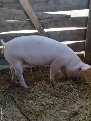 porc.         - imagine 2