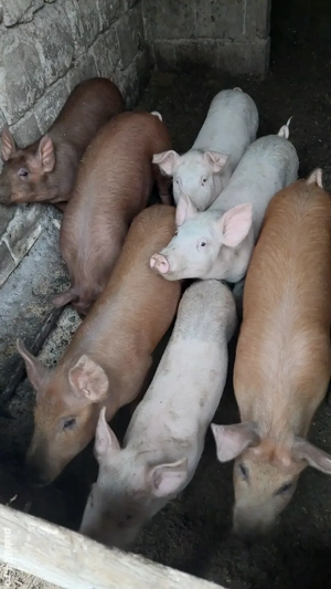 vând purcei  - imagine 3