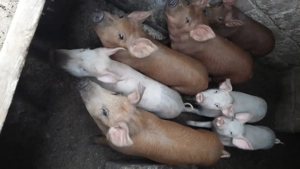 vând purcei  - imagine 5