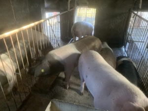 Porci de vanzare - imagine 3