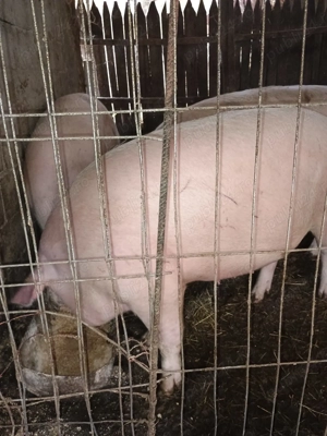 Porci 130-180 kg,posibilitate transport,mai multe detalii la telefon.  - imagine 2