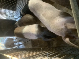 Porci de vanzare - imagine 4