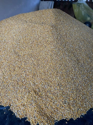 De vânzare porumb boabe 