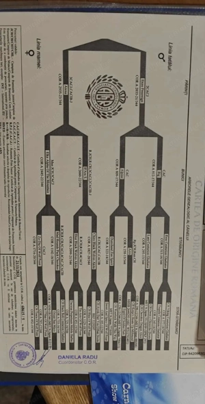 Catea Akita American  - imagine 4