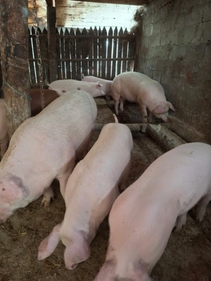 Porci 130-180 kg,posibilitate transport,mai multe detalii la telefon. 