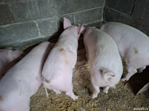 Vând șoldani Landras cu Marele alb 4 luni - imagine 2