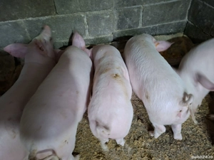 Vând șoldani Landras cu Marele alb 4 luni - imagine 3