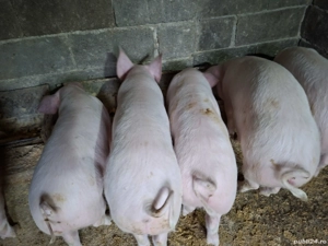 Vând șoldani Landras cu Marele alb 4 luni - imagine 4