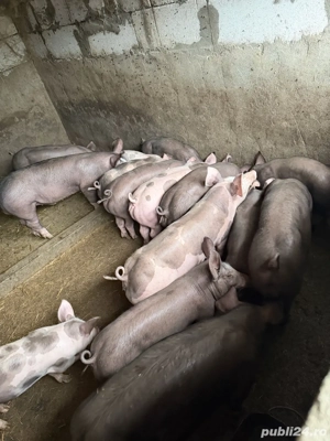 purcei pietrain belgian! - imagine 5