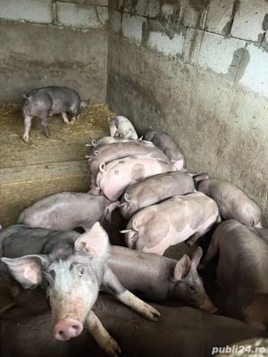 purcei pietrain belgian! - imagine 4