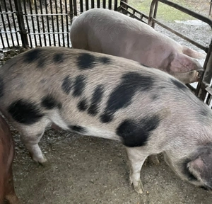 Porci de vânzare - imagine 2