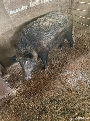 Porci pentru craciun 100-200 kg  - imagine 3