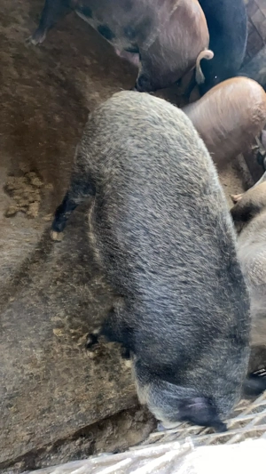 Porci pentru craciun 100-200 kg  - imagine 4