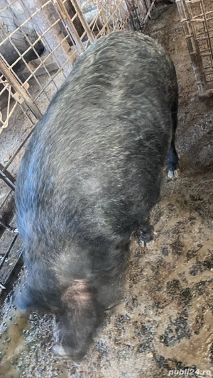 Porci pentru craciun 100-200 kg  - imagine 5