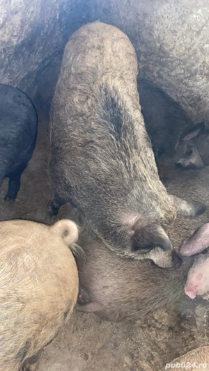 Porci pentru craciun 100-200 kg  - imagine 2