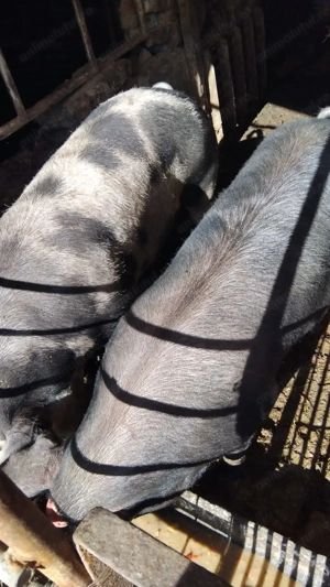 De vânzare sau arvunit pt Crăciun  - imagine 3