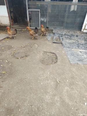 vând schimb 4 găini de 2024