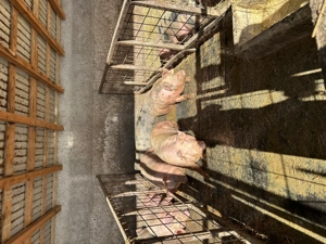 Porci pentru sacrificat  - imagine 3