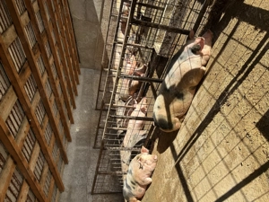 Porci pentru sacrificat  - imagine 4