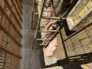Porci pentru sacrificat  - imagine 2