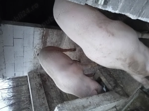 De vanzare porci frumoși rasa de carne 140-150kg  - imagine 2