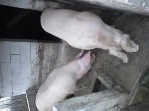 De vanzare porci frumoși rasa de carne 140-150kg 