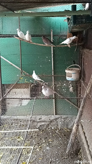 vând schimb 3 perechi de răzătoare  - imagine 2