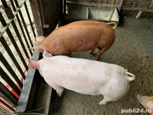 Purcei cum rar vezi- cresc ca pe drojdii - imagine 3