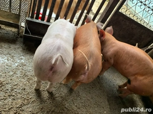 Purcei cum rar vezi- cresc ca pe drojdii - imagine 2