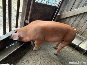 Purcei cum rar vezi- cresc ca pe drojdii