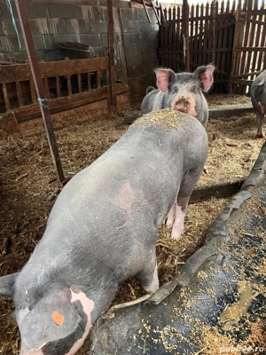 Porc de taiat - imagine 2