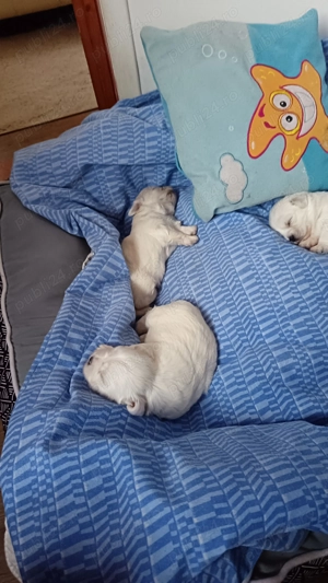 De vânzare 2 puiuti , 1 mascul și o femela  - imagine 2