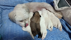 De vânzare 2 puiuti , 1 mascul și o femela  - imagine 4