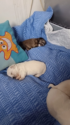 De vânzare 2 puiuti , 1 mascul și o femela  - imagine 5