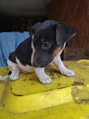 Jack Russell Terrier,multicolor  - imagine 2