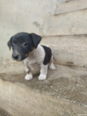Jack Russell Terrier,multicolor  - imagine 3