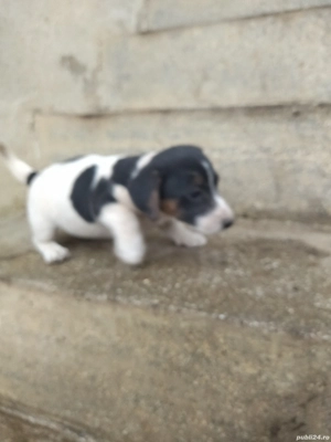 Jack Russell Terrier,multicolor  - imagine 5